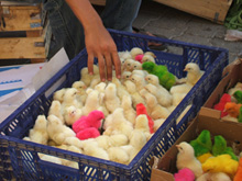 Marchés de Cappadoce